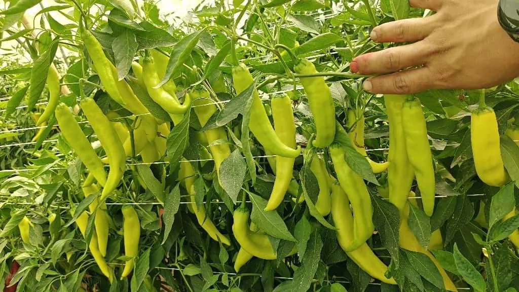 Inspection de la variété de piment fort "Marwa" à Sétif - 1