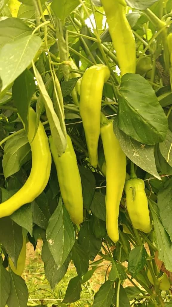Inspection de la variété de piment fort "Marwa" à Sétif - 2