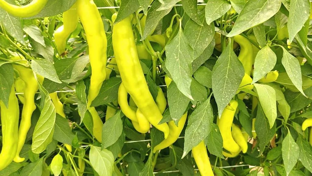 Inspection de la variété de piment fort "Marwa" à Sétif - 3