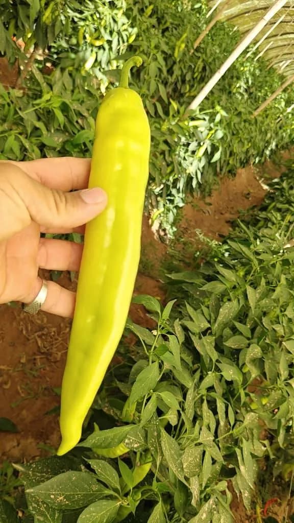 Inspection de la variété de piment fort "Marwa" à Sétif - 4