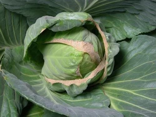 Carence en calcium/bore