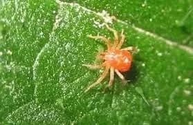 Acariens / Araignées rouges