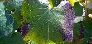 Carence en phosphore