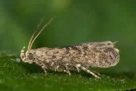 Teigne de la pomme de terre