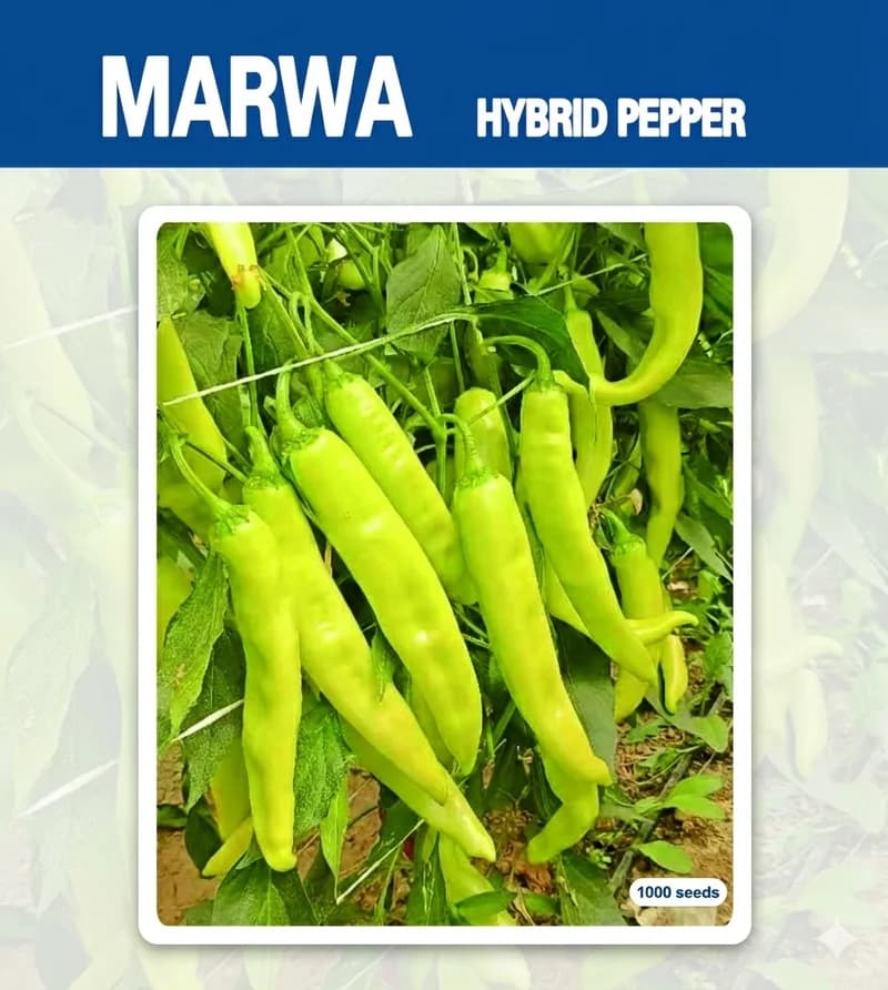 Marwa - Poivron Hybride
