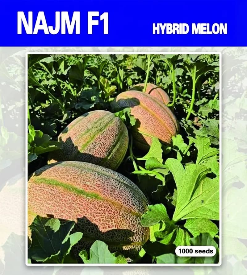 Najm F1 - Melon Hybride