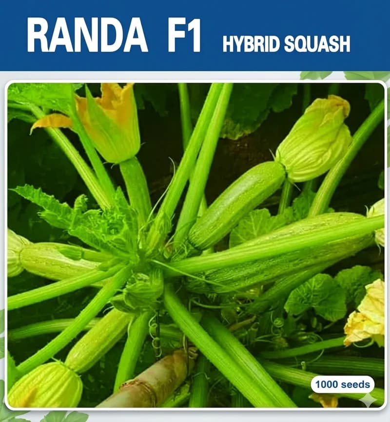 Randa F1 - Courgette Hybride