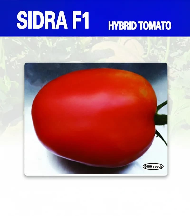 Sidra F1 - Tomate Hybride